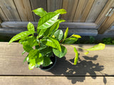 Tebuske / Teträd (Camellia sinensis) 2 & 3 år 30-70 cm