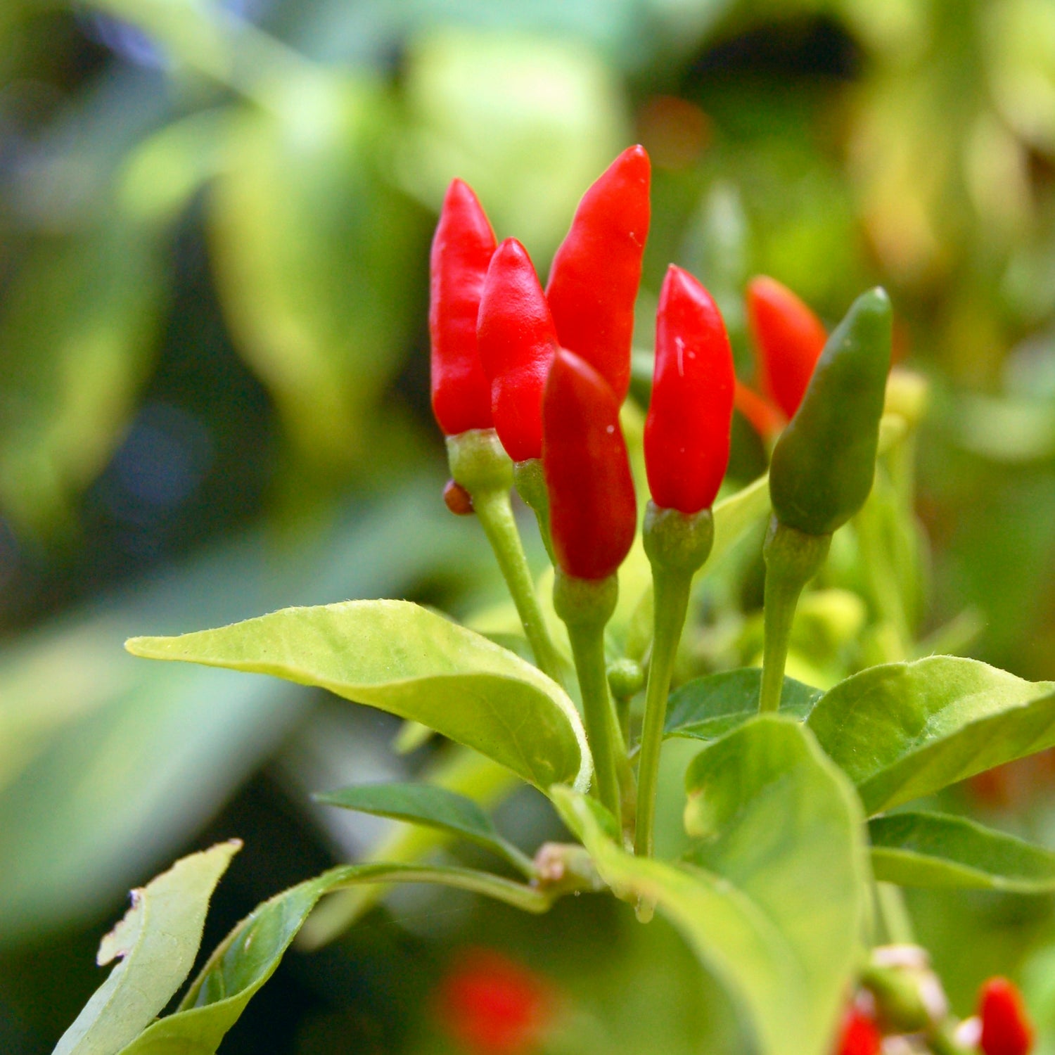 Thai Chili Pepper 'Bird's Eye' (Capsicum annuum)