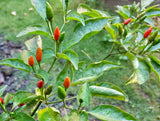Thai Chili Pepper 'Bird's Eye' (Capsicum annuum)