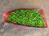 Thai Chili Pepper 'Bird's Eye' (Capsicum annuum)