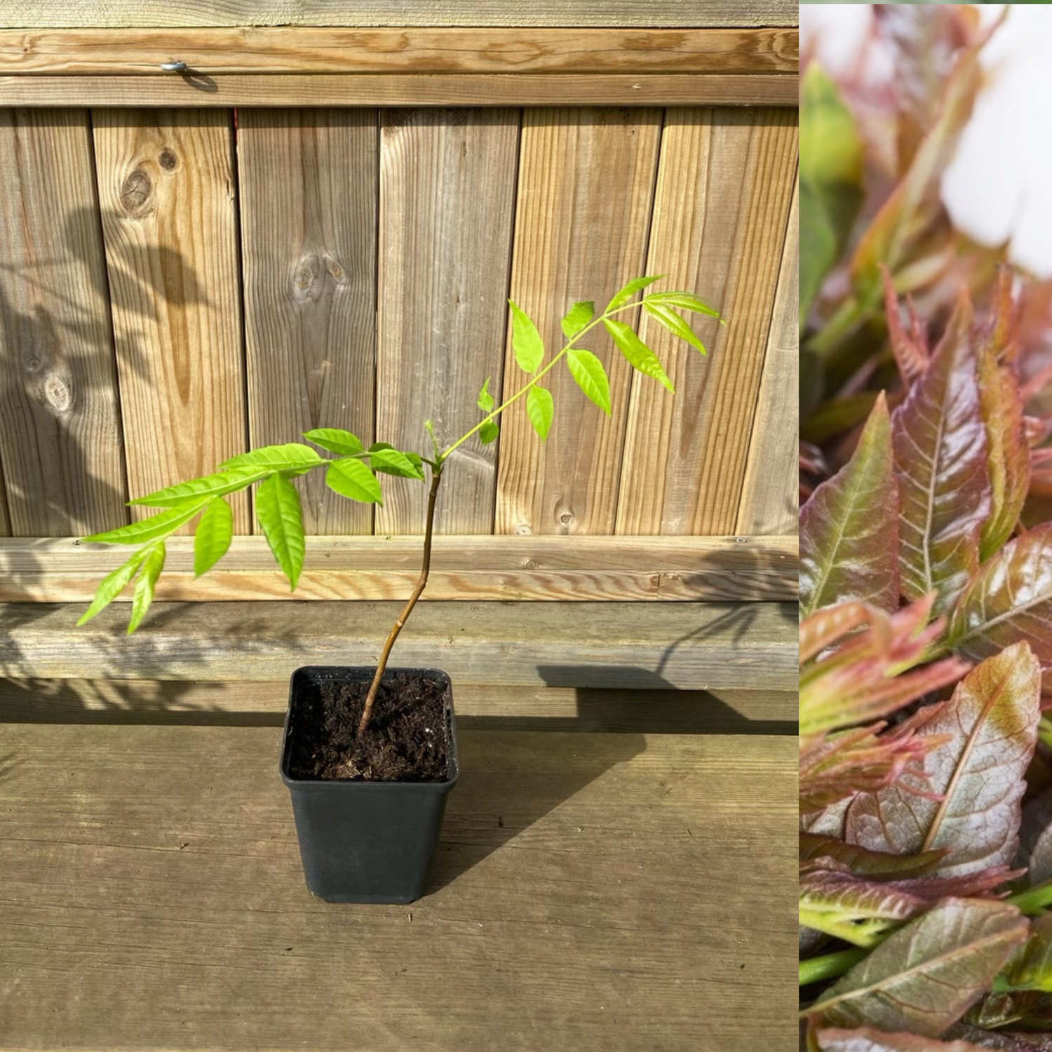 Kinesiskt Grönsaksträd 15-30 cm (Toona sinensis)