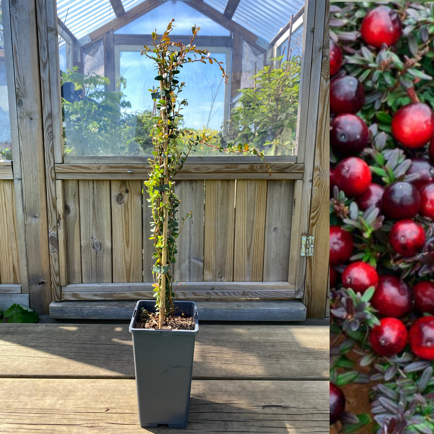 Amerikanskt Tranbär 'Early Black' Planta C2 (Vaccinium macrocarpon)