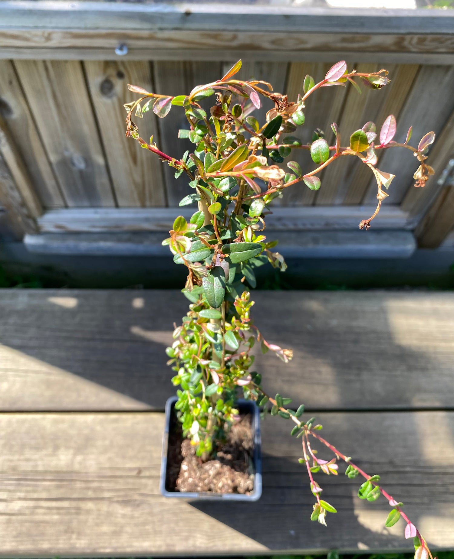 Amerikanskt Tranbär 'Early Black' Planta C2 (Vaccinium macrocarpon)