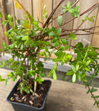 Amerikansk tranebær 'Pilgrim' Planta C2 (Vaccinium macrocarpon)