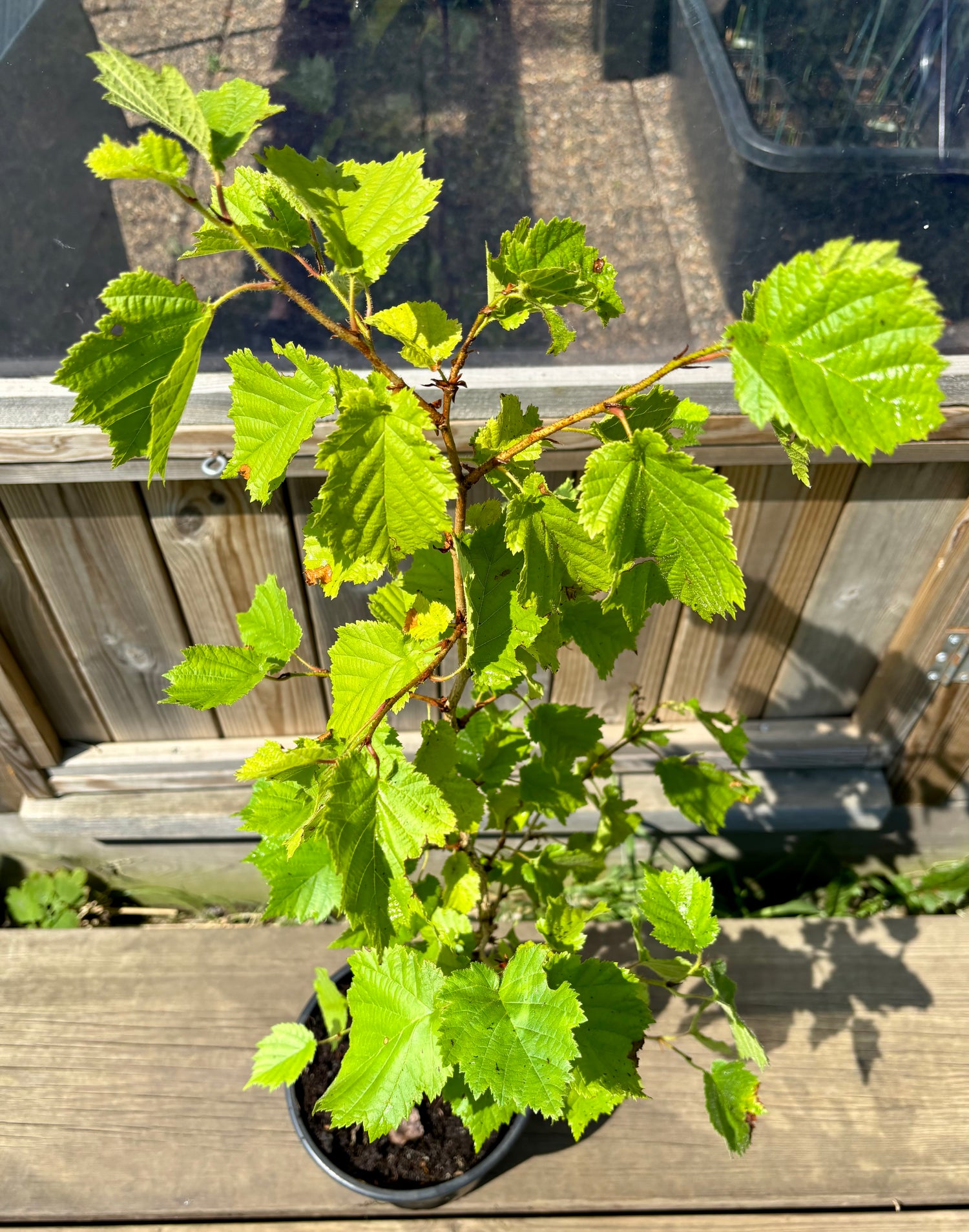 Turkisk Hassel, Träd 50-70 cm (Corylus colurna)