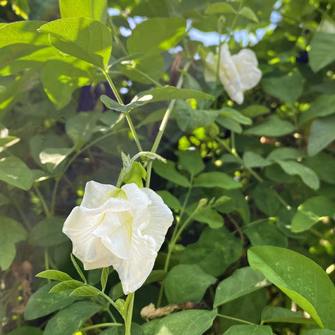 Hvid Himmelsært Fyldt Blomst (Clitoria ternatea)