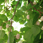 Hvidt Morbærtræ 80-100 cm (Morus alba)