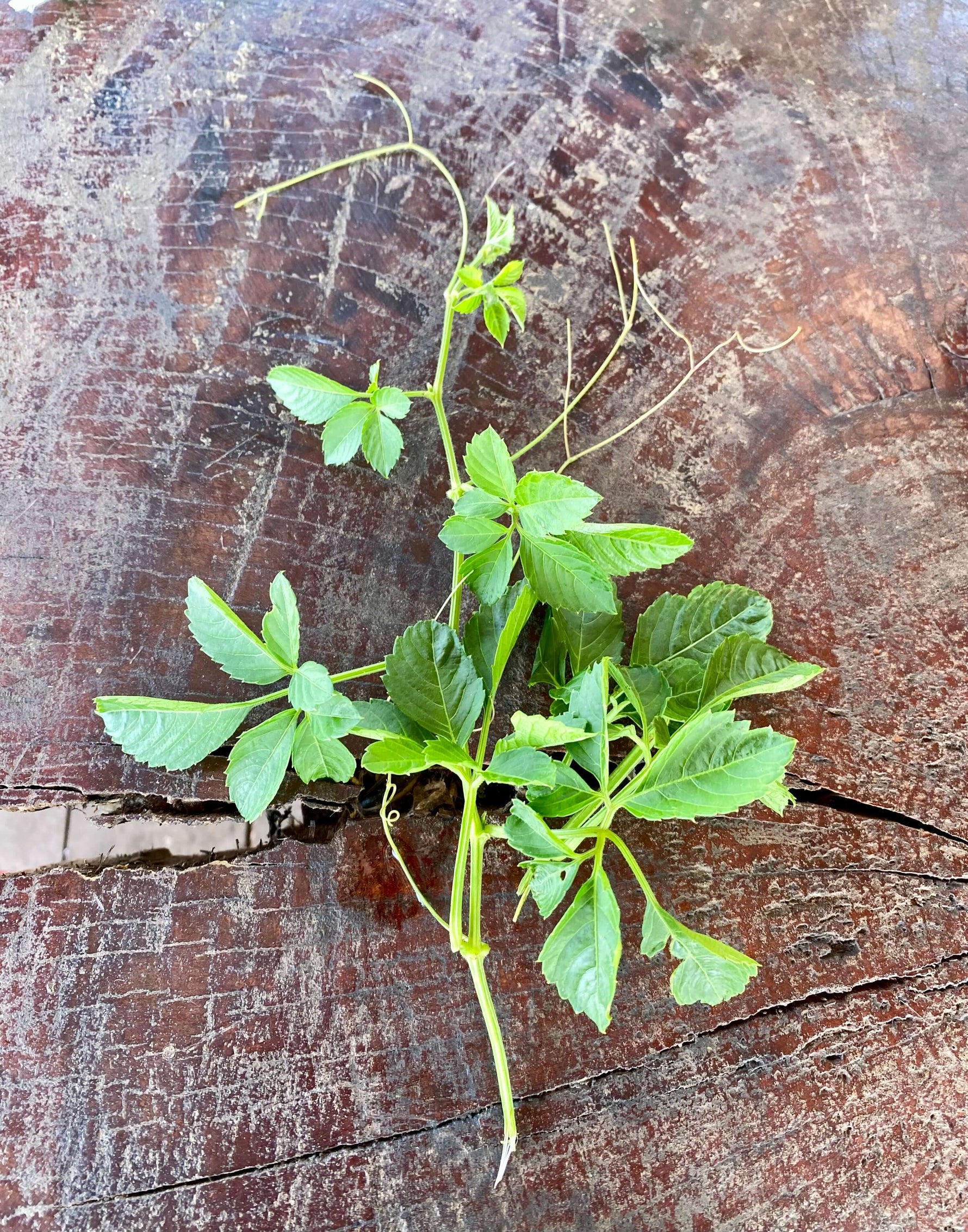 Semi Gynostemma Pentaphyllum 50 Semi Di Gynostemma Pentaphyllum (Jiaogulan) - Pianta Magica Cinese, Adatta A Climati Diversi Gynostemma Pentaphyllum Semi - Foto 7