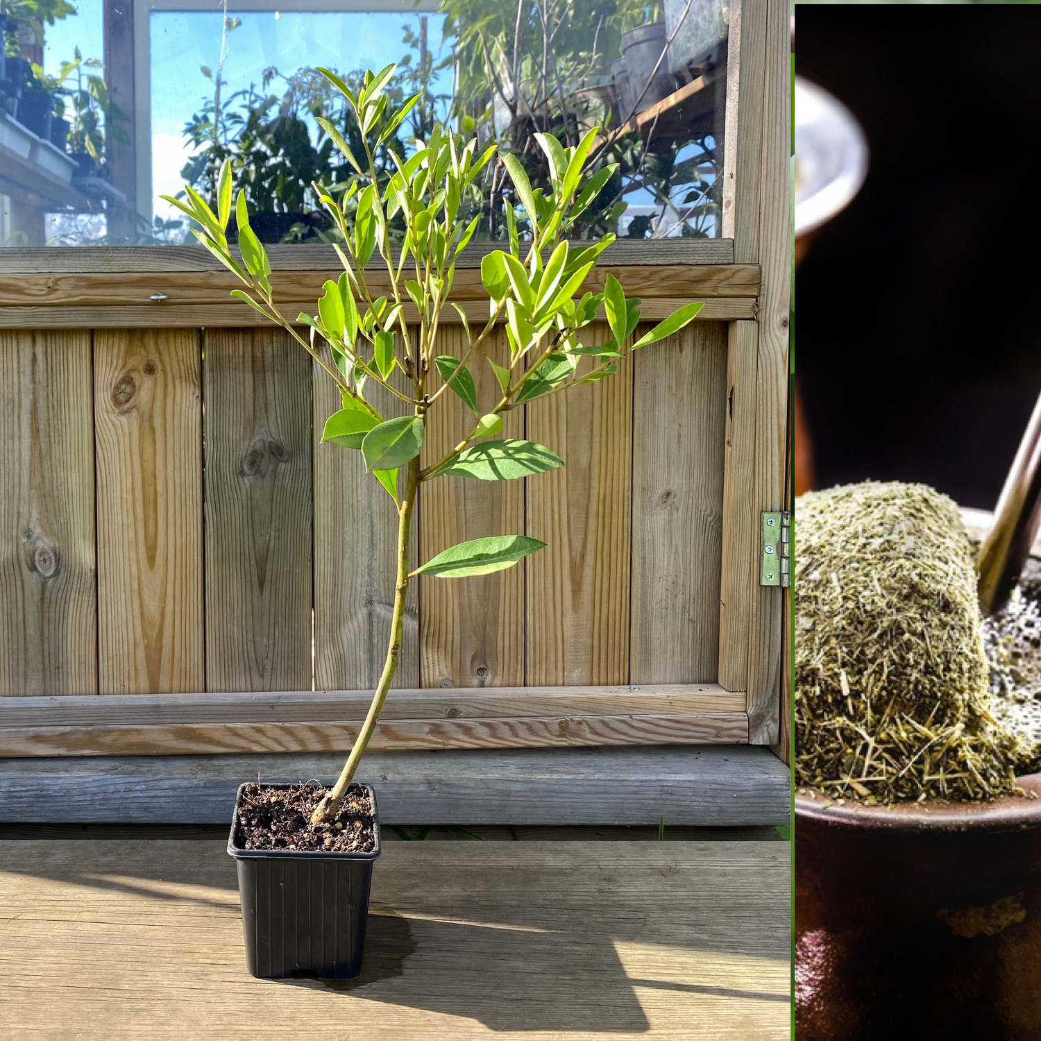 Yerba Mate Planta 40-60 cm (Ilex paraguariensis)