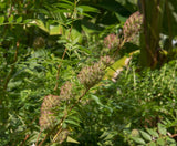 Yunnan Lakrits (Glycyrrhiza yunnanensis)