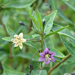 Gul gojibær / tindved (Lycium barbarum)