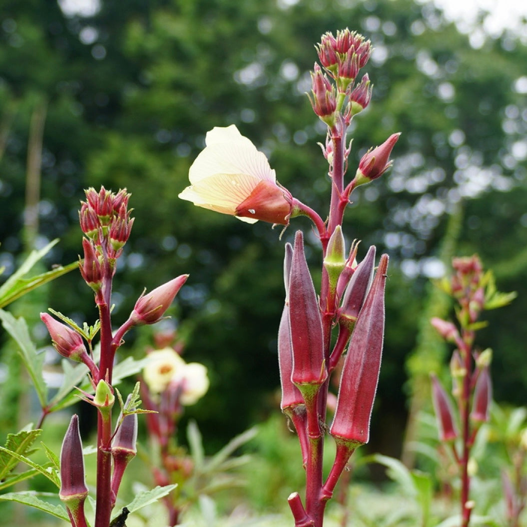 Röd Okra (Abelmoschus esculentus)