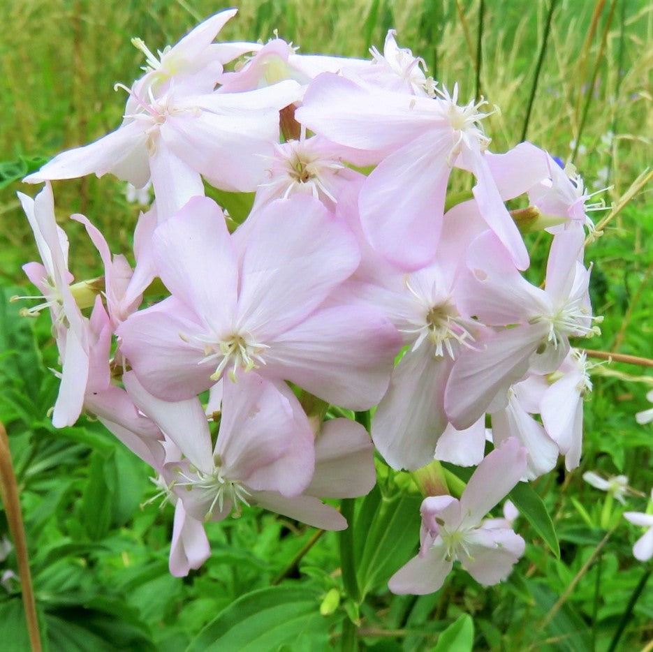 Såpenellik (Saponaria officinalis)