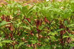 Röd Okra (Abelmoschus esculentus)