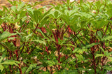 Röd Okra (Abelmoschus esculentus)