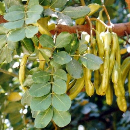 Carob / Locust Bean (Ceratonia siliqua) 