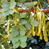 Carob / Locust Bean (Ceratonia siliqua) 