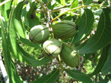 Pekanträd 40-60 cm (Carya illinoinensis)