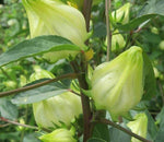Vit Roselle (Hibiscus sabdariffa)