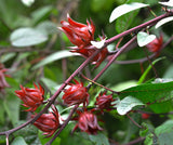 Roselle / Sorrel (Hibiscus sabdariffa)