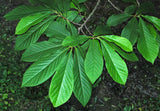 Asimina / Paw Paw Tree 20-40 cm (Asimina triloba)