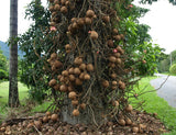 Cannonball Tree (Couroupita guianensis)