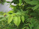 Pecan Tree (Carya illinoinensis)