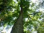 Pekanträd 40-60 cm (Carya illinoinensis)