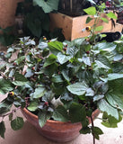 Paracrass / Tandpine plante (Acmella oleracea)