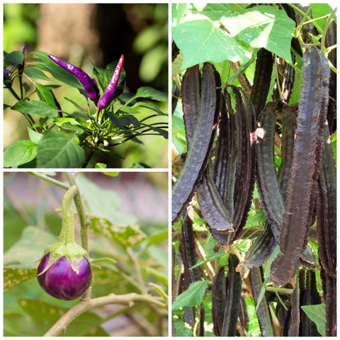 'A Purple Trio' Goa Bean, Chili & Thai Aubergine