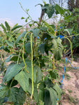Yardlong Bean 'Yard Long' / Asparagus bean (Vigna sesquipedalis) 