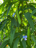 Goa bønne / Vingebønne (Psophocarpus tetragonolobus)