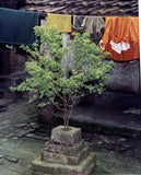 Helig Basilika / Tulsi (Ocimum tenuiflorum)