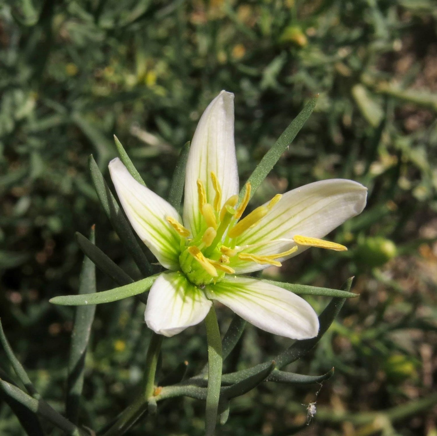 Harmelbush / Syrian rue (Peganum harmala)