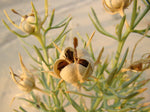 Harmelbuske / Syrisk ruta (Peganum harmala)