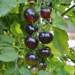 Tomat 'Indigo Rose' (Solanum lycopersicum)