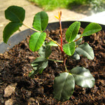 Carob / Locust Bean (Ceratonia siliqua) 