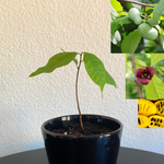 Asimina / Paw Paw (Asimina triloba) 1 & 3 år 20-90 cm