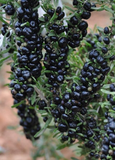 Black Goji Berry / Black Wolfberry (Lycium ruthenicum)