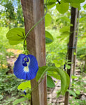 Blå Sommerfuglært Dobbelt Kronblade (Clitoria ternatea)