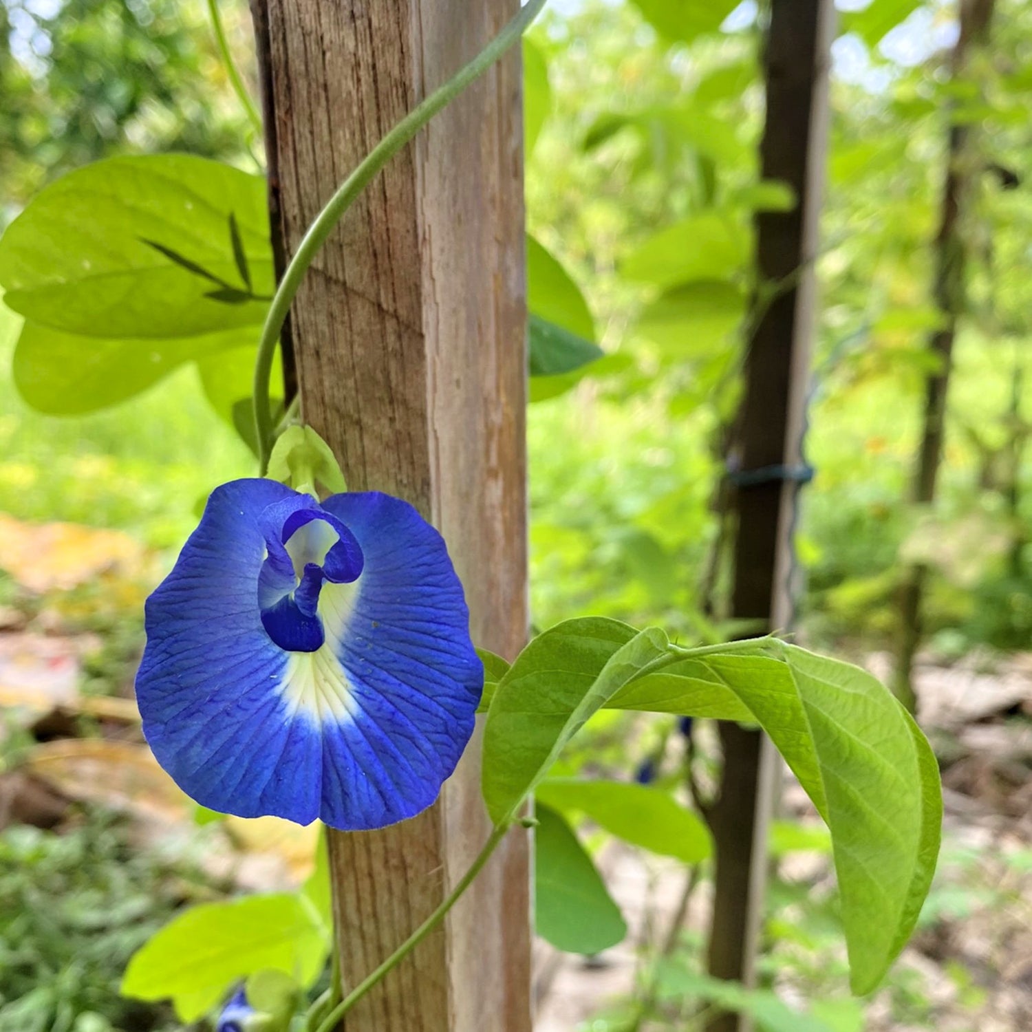 Blå Himmelsært Doble Kronblad (Clitoria ternatea)