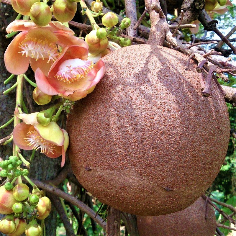 Cannonball Tree (Couroupita guianensis)