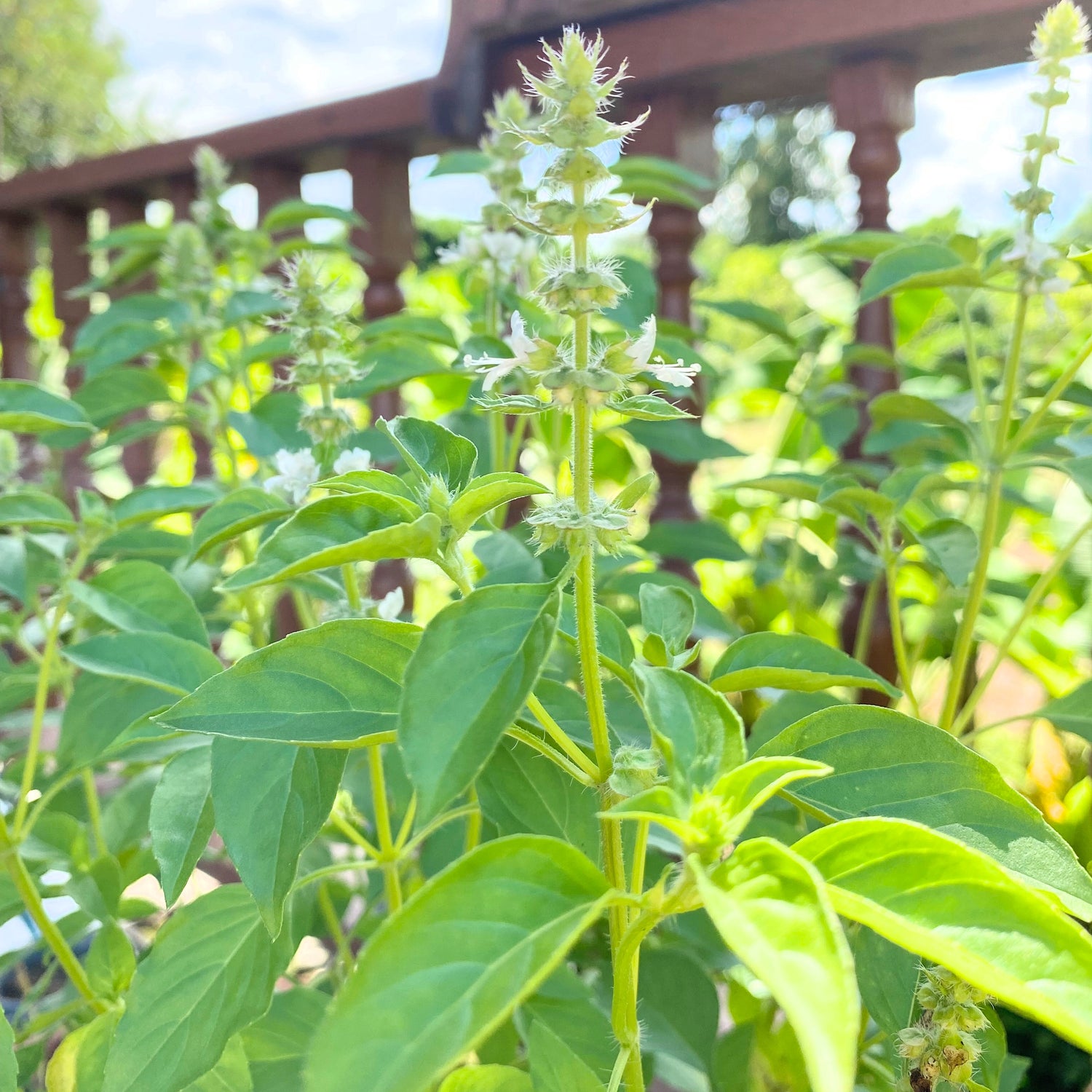 Sitronbasilikum (Ocimum x africanum)