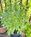 Lemon basil (Ocimum x africanum)