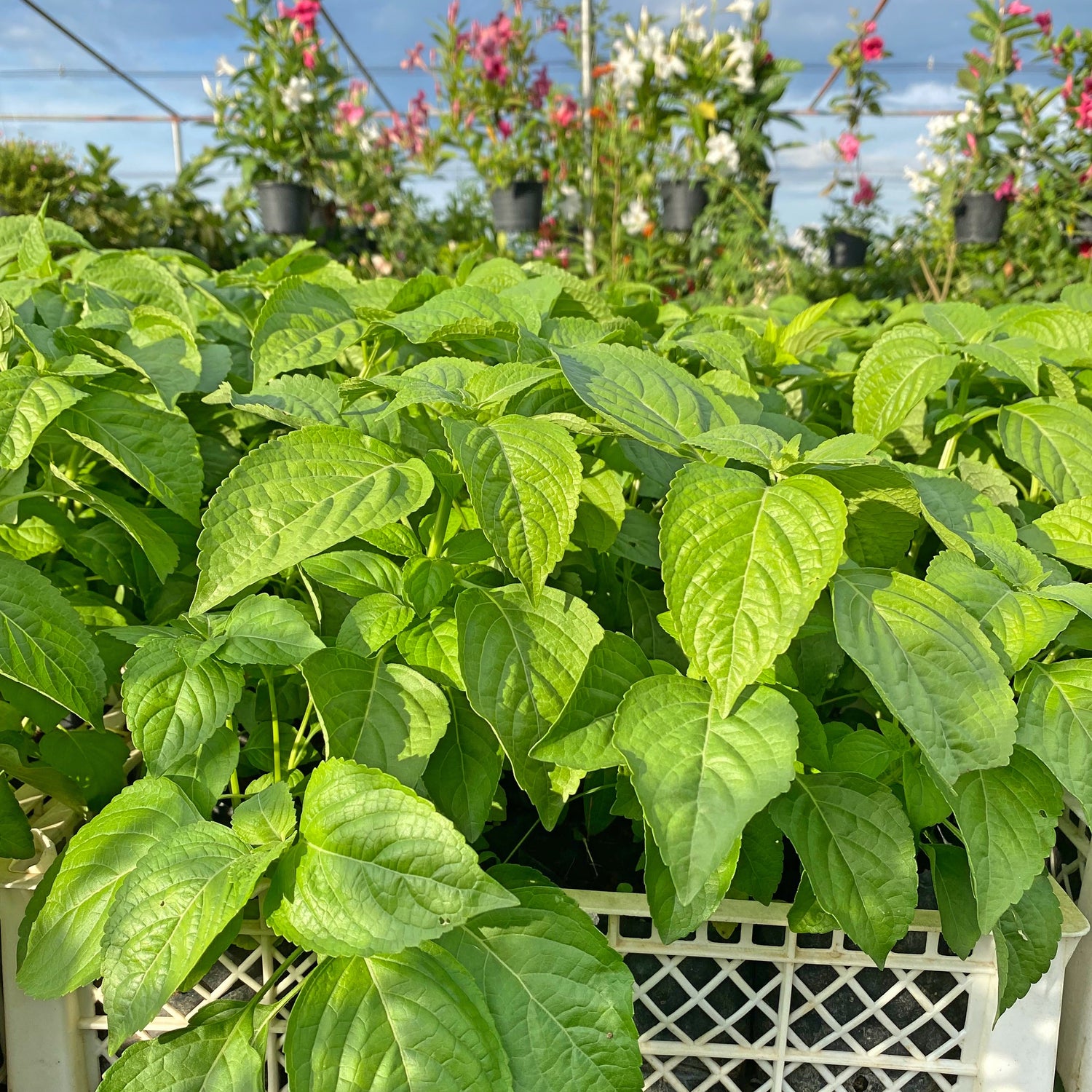 Trebasilikum / afrikansk basilikum (Ocimum gratissimum)