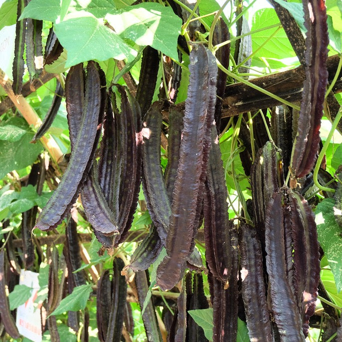 Lila Goaböna / Lila Vingböna (Psophocarpus tetragonolobus)