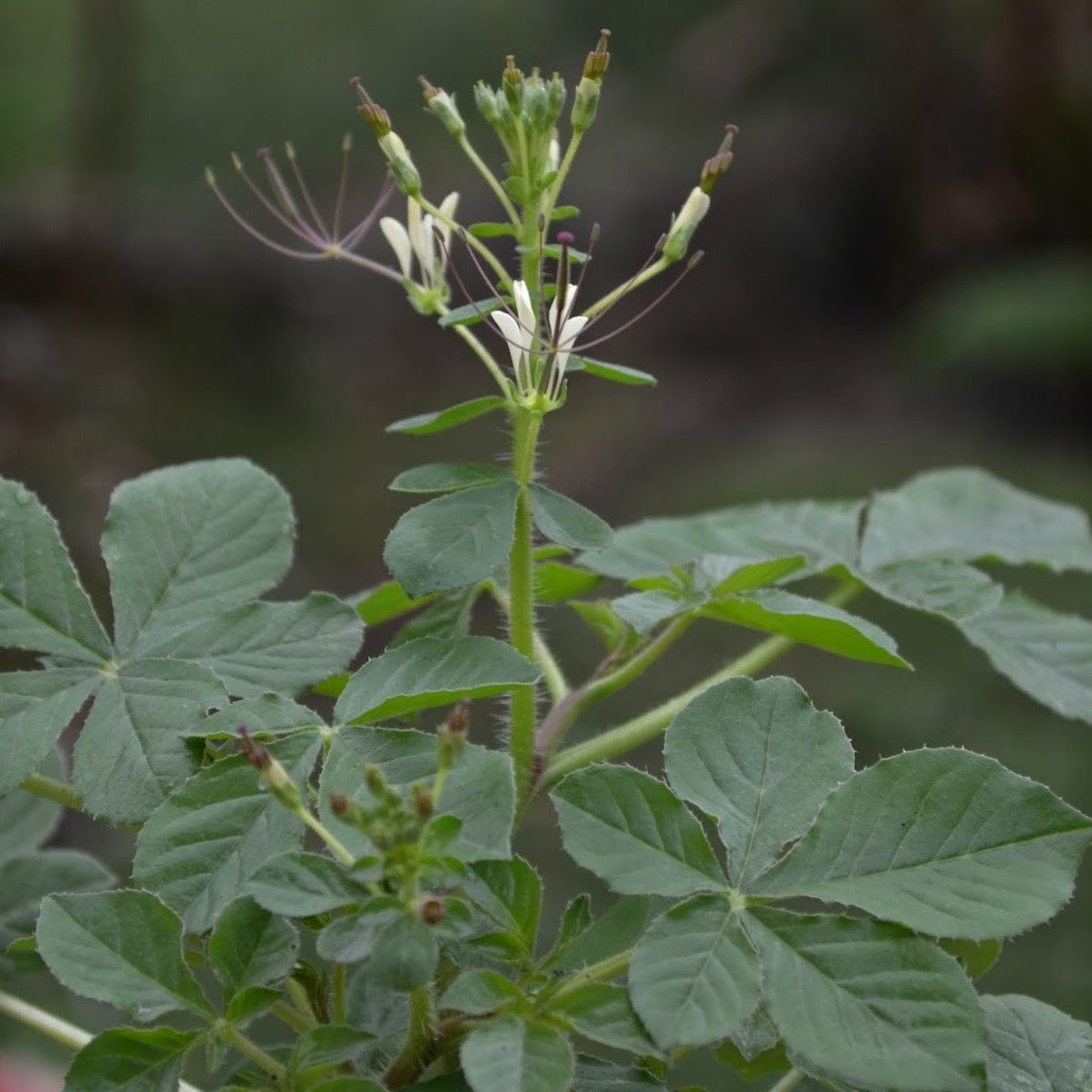 Afrikansk Kål / Spiderwisp (Cleome gynandra)