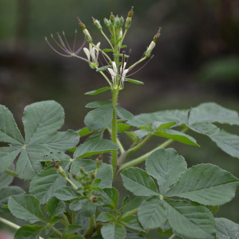 African Cabbage / Spiderwisp (Cleome gynandra)