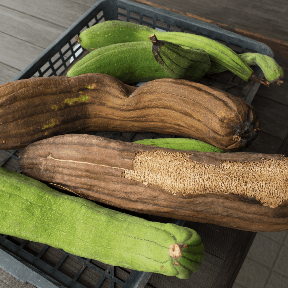 Luffa / Svampgurka (Luffa aegyptiaca)