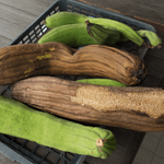 Luffa / soppagurk (Luffa aegyptiaca)